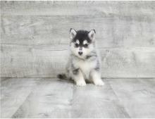Puppies for sale other breed - Cyprus, Protaras