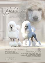 Puppies for sale poodle, standard poodles  - Slovenia, Belgrade, Zemun