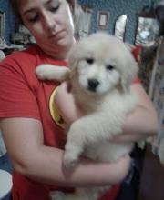 Puppies for sale golden retriever - Cyprus, Protaras