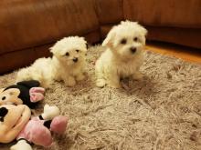 Puppies for sale maltese - Germany, Suhl