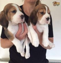 Puppies for sale basset hound - Cyprus, Limassol