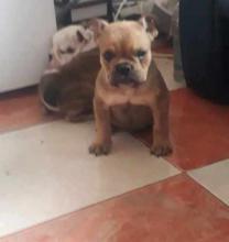 Puppies for sale english bulldog - Slovenia, Belgrade, Kanjiza