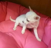 Puppies for sale chihuahua - Cyprus, Limassol