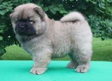 Puppies for sale chow chow - Slovenia, Belgrade