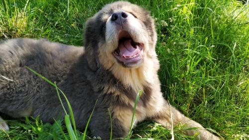 Продам щенка Тибетский мастиф - Украина, Полтава. Цена 9000 гривен
