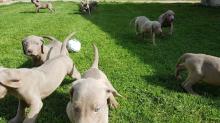 Puppies for sale weimaraner - Slovenia, Belgrade