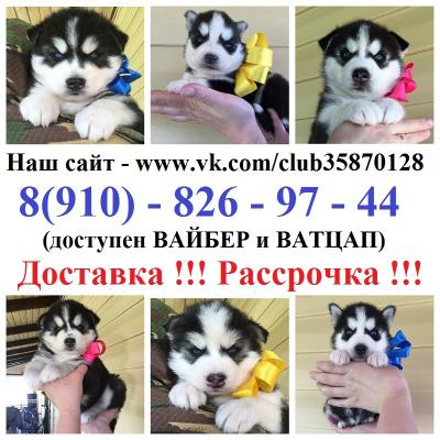 Продам щенка Хаски - Россия, Белгород