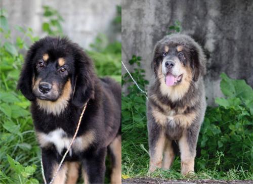 Продам щенка Тибетский мастиф - Украина, Полтава. Цена 10000 гривен