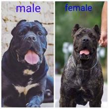 Puppies for sale other breed, cane corso - Slovenia, Belgrade, Pancevo