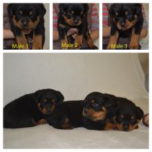 Puppies for sale rottweiler - Greece, Thessaloniki. Price 500 €.  Rottweilers kennel  Vom Komren - Greece, Thessaloniki