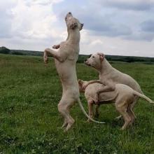 Puppies for sale argentinian dog, mastiff - Slovenia, Belgrade