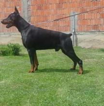 Puppies for sale doberman - Slovenia, Belgrade