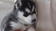 Puppies for sale haski, siberian husky puppies - Malta, Valletta