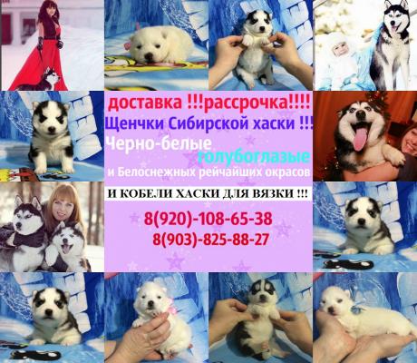 Продам щенка Хаски - Россия, Мурманск