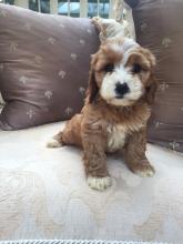 Puppies for sale other breed - Cyprus, Limassol
