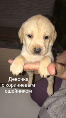 Продам щенка Лабрадор - Россия, Калининград. Цена 10000 рублей