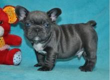 Puppies for sale french bulldog, male and female - USA, Florida, Jacksonville. Price 400 $