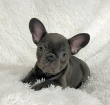 Puppies for sale french bulldog - United Kingdom, Birmingham. Price 300 €