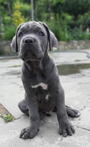 Продам щенка Кане корсо - Грузия, Тбилиси. Цена 400 долларов