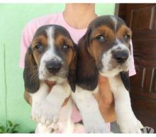 Puppies for sale basset hound - Cyprus, Ayia Napa