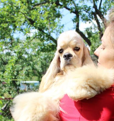 Продам щенка Американский кокер спаниель - Беларусь, Минск. Цена 600 евро