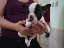 Puppies for sale french bulldog - United Kingdom, Bradford