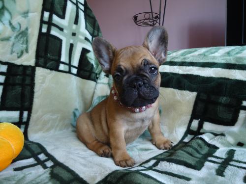 Продам щенка Французский бульдог - Украина, Одесса. Цена 8000 гривен