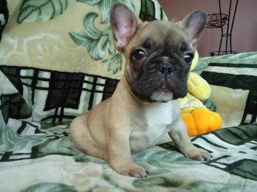 Продам щенка Французский бульдог - Украина, Одесса. Цена 350 долларов
