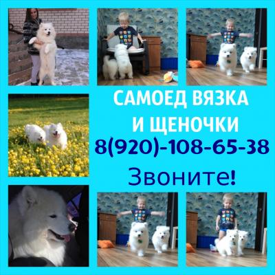 Продам щенка Самоед, самоедская лайка - Россия, Иваново