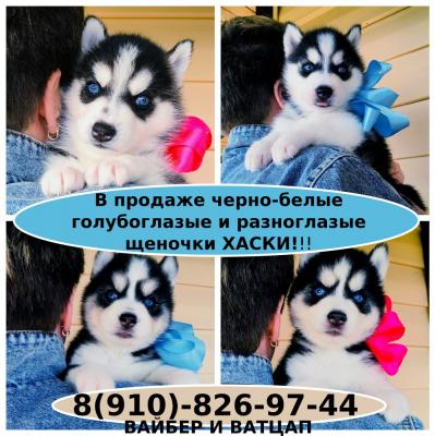 Продам щенка Хаски - Россия, Белгород