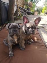 Puppies for sale french bulldog - Canada, Ontario, Ottawa–Gatineau