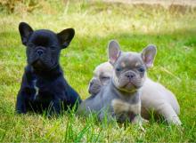Puppies for sale french bulldog - United Kingdom, Birmingham