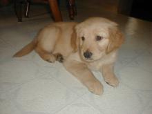 Puppies for sale golden retriever - Germany, Dortmund