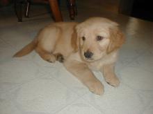 Puppies for sale golden retriever - Czech Republic, Banska Bystrica