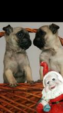 Puppies for sale pug - Slovenia, Belgrade