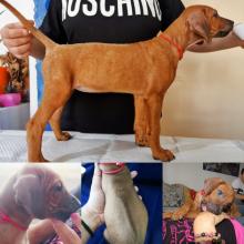 Puppies for sale rhodesian ridgeback - Slovenia, Belgrade, Serbia
