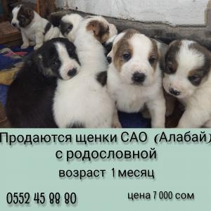 Продам щенка Среднеазиатская овчарка - Киргизия, Кара-Балта . Цена 7000 рублей