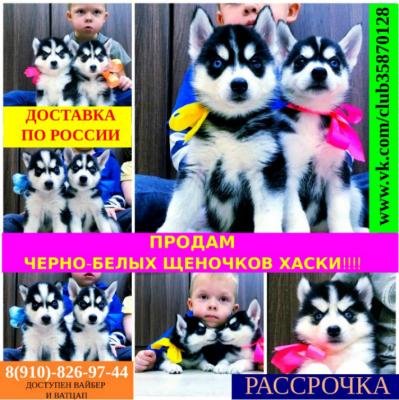 Продам щенка Хаски - Россия, Звенигород