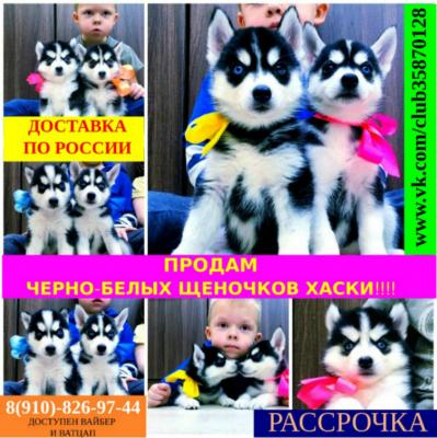 Продам щенка Хаски - Россия, Ставрополь