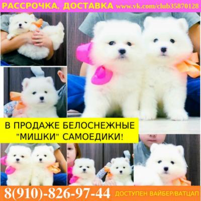 Продам щенка Самоед, самоедская лайка - Россия, Ульяновск