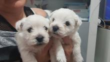 Puppies for sale west highland white terrier - Italy, Salerno