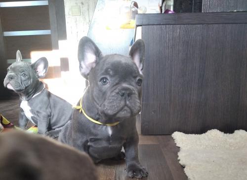 Продам щенка Французский бульдог - Украина, Киев. Цена 1500 долларов