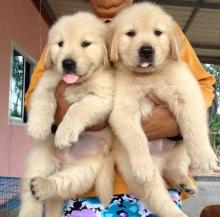 Puppies for sale golden retriever - Lithuania, Vilnius