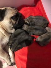 Puppies for sale pug - USA, Pennsylvania