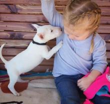 Puppies for sale bull terrier - Sweden, Esbjerg