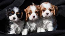 Продам щенка , cavalier king charles spaniel puppies - Moldova, Chisinau