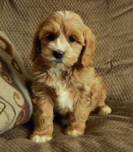 Puppies for sale , cockapoo puppies - Georgia, Poti