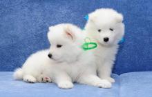Puppies for sale samoyed dog (samoyed) - Germany, Kayzerslauten
