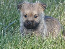 Puppies for sale other breed, cairn terrier puppies - Romania, Constanta