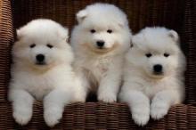 Puppies for sale samoyed dog (samoyed) - Czech Republic, 